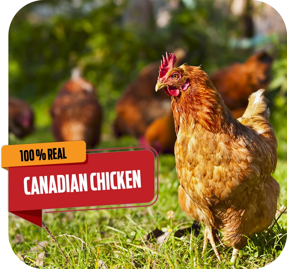 real-chicken real chicken